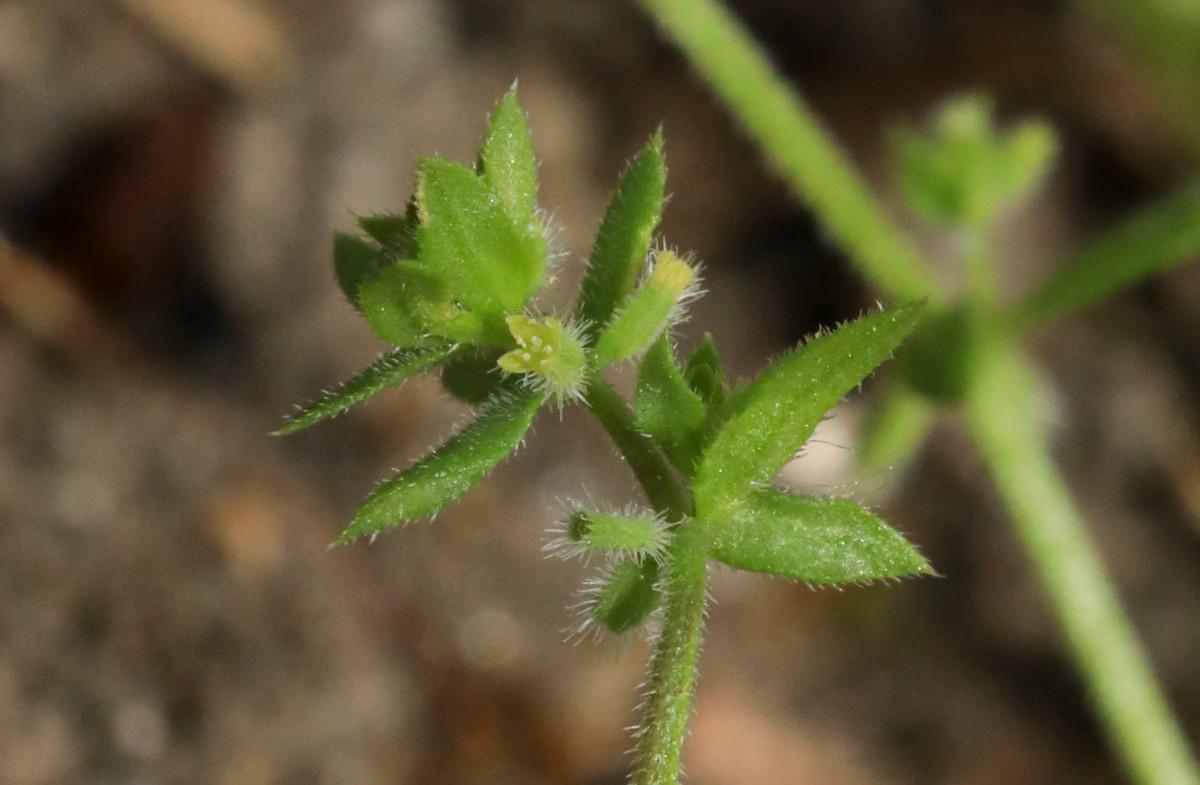 k-5000_03_Mauer-Labkraut_Galium murale.JPG