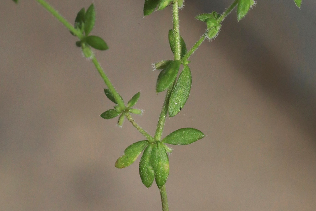 k-5000_04_Mauer-Labkraut_Galium murale.JPG