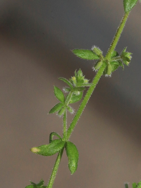 k-5000_06_Mauer-Labkraut_Galium murale.JPG