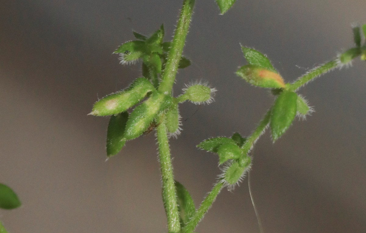 k-5000_07_Mauer-Labkraut_Galium murale.JPG