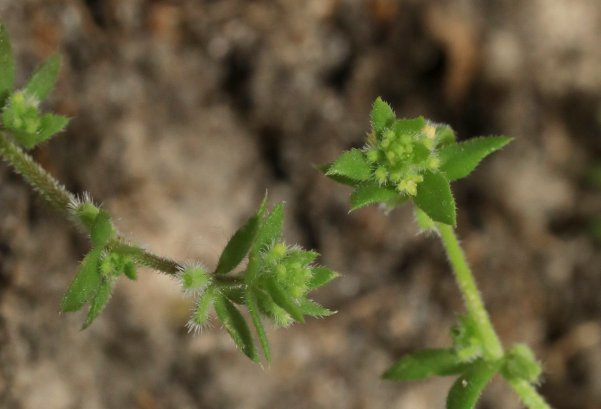 k-5000_08_Mauer-Labkraut_Galium murale.JPG