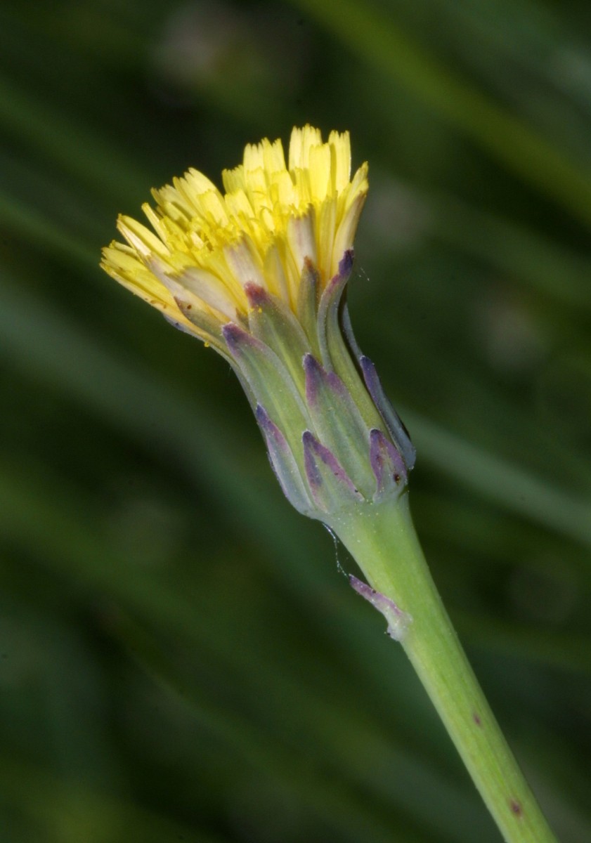 Hypochaeris glabra Wtal Frankreich C3.JPG