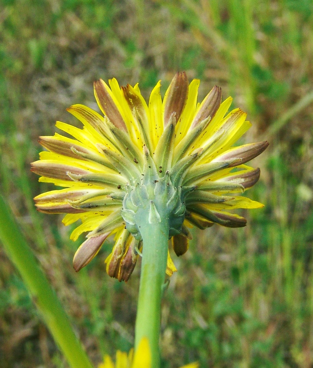 Hypochaeris radicata Theisbergstegen G5.jpg