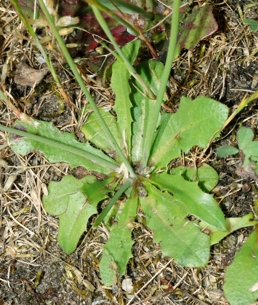 Hypochoeris glabra ParkplatzHockenheimring A1.jpg