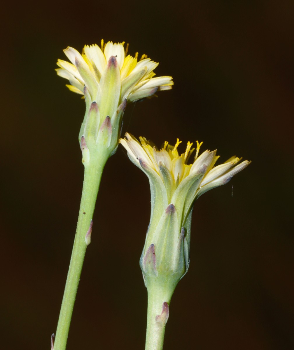 Hypochoeris glabra ParkplatzHockenheimring A2.jpg