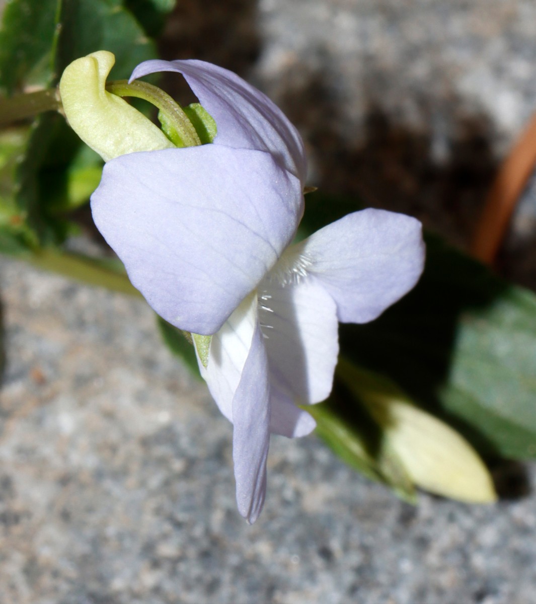 Viola schultzii cult GartenWe 22 A1a.jpg