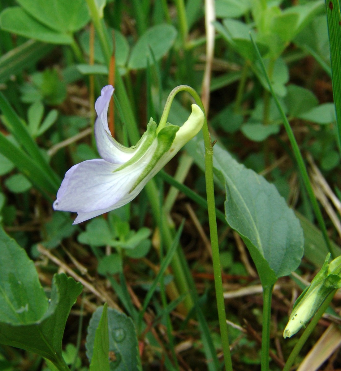 Viola schultzii Rundbild E Gottmadingen G22.jpg