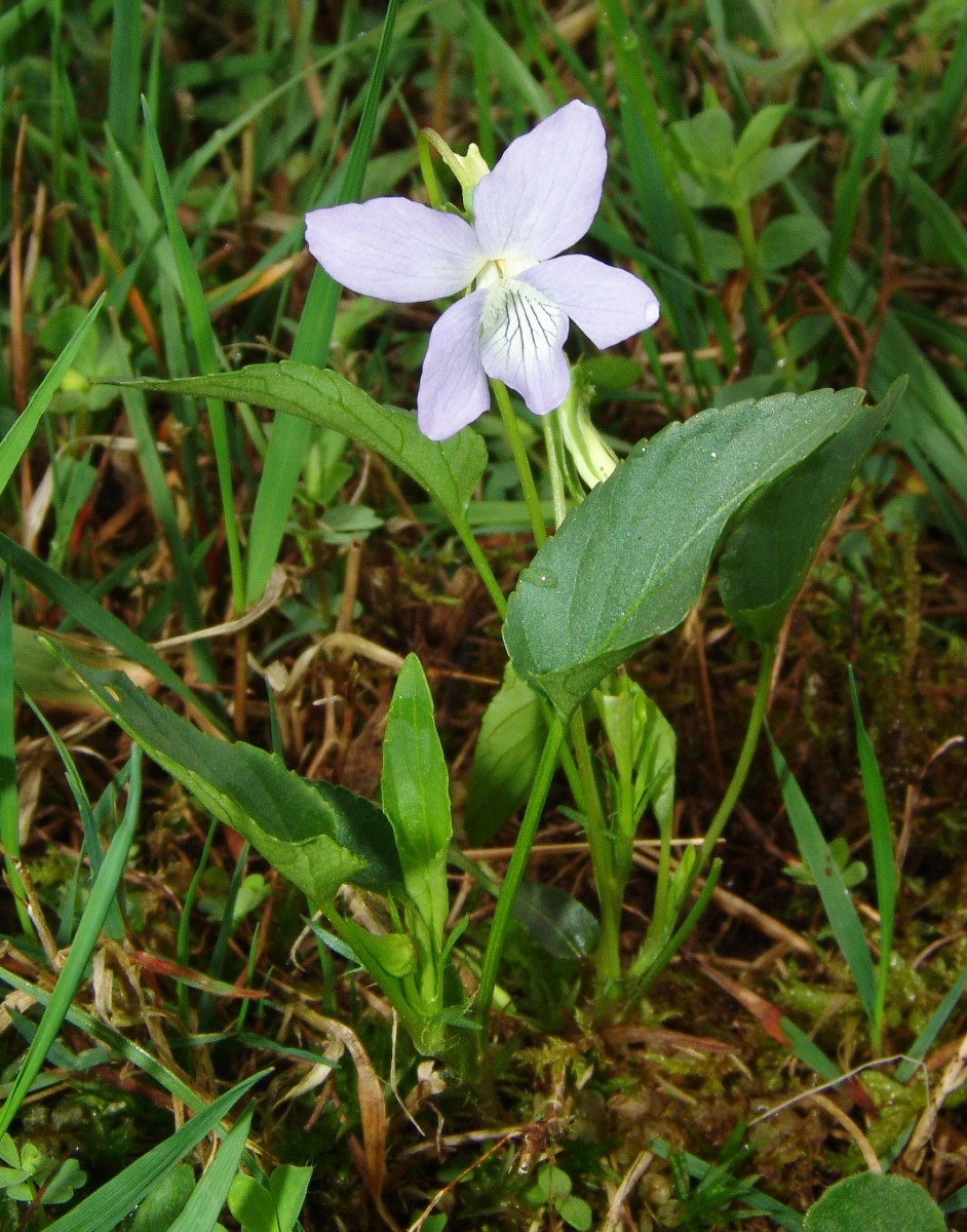 Viola schultzii yy E Gottmadingen G16.jpg