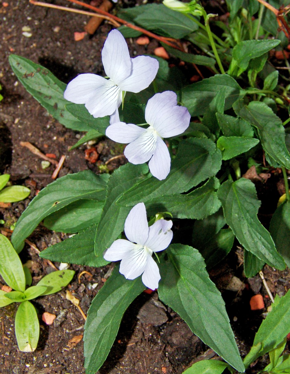 Viola schultzii yy GartenWeiherberg17 G23.jpg