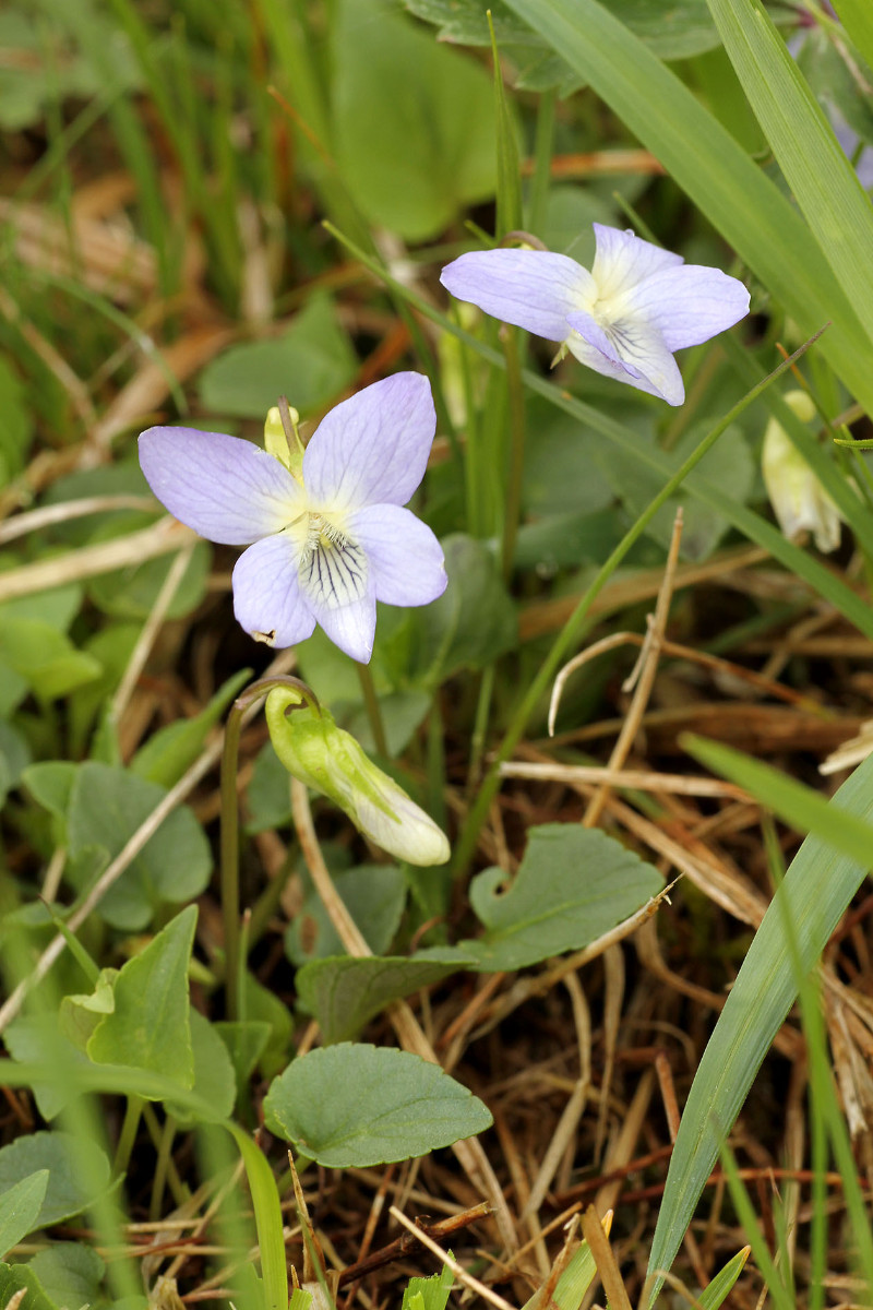 Viola collina_Huegel-Veilchen_0562.jpg