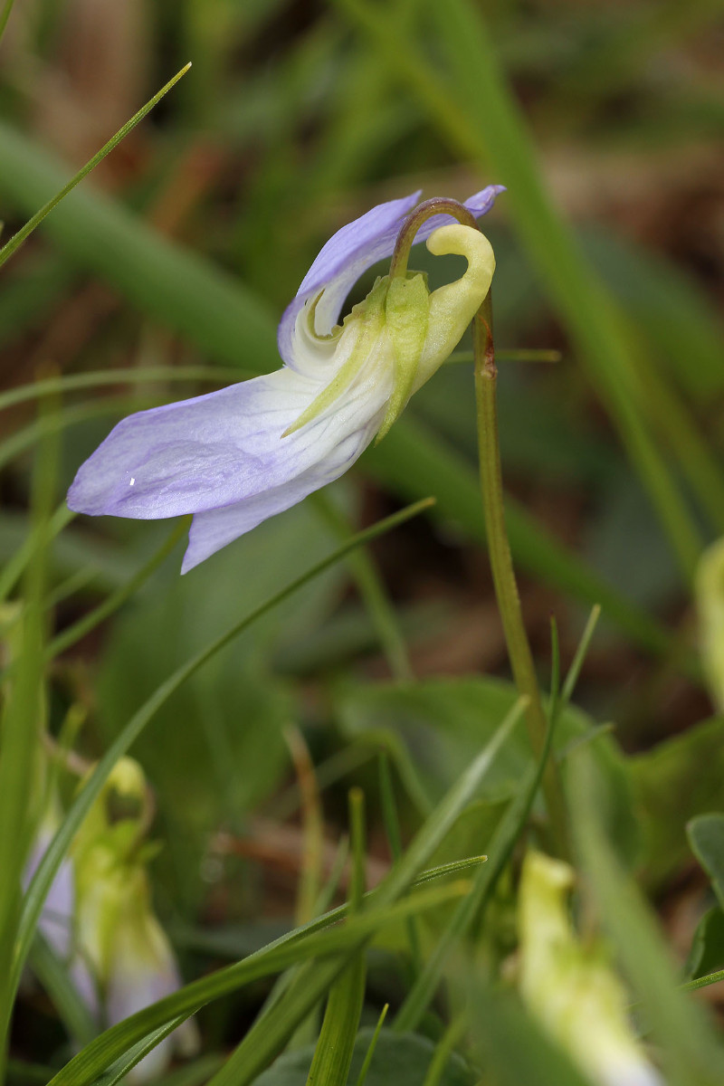 Viola collina_Huegel-Veilchen_0564.jpg