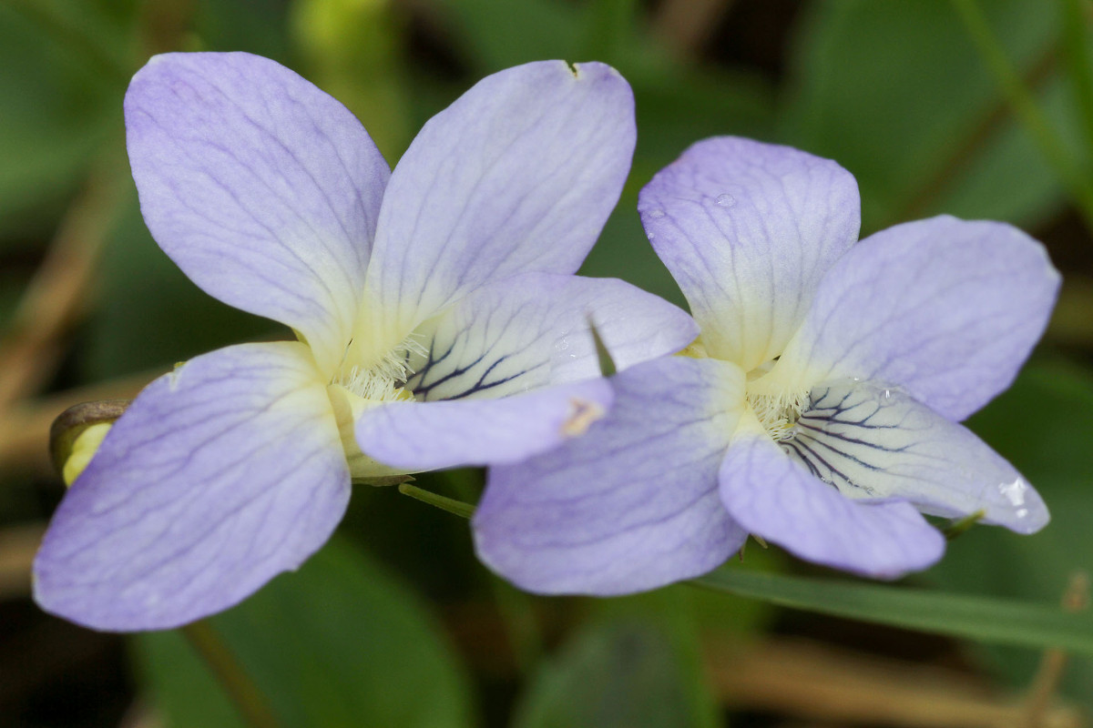 Viola collina_Huegel-Veilchen_0566.jpg