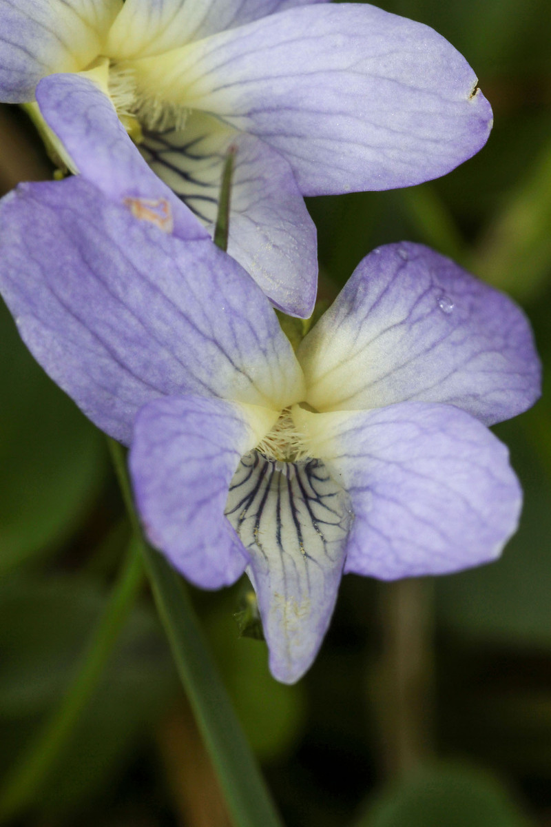 Viola collina_Huegel-Veilchen_0567.jpg