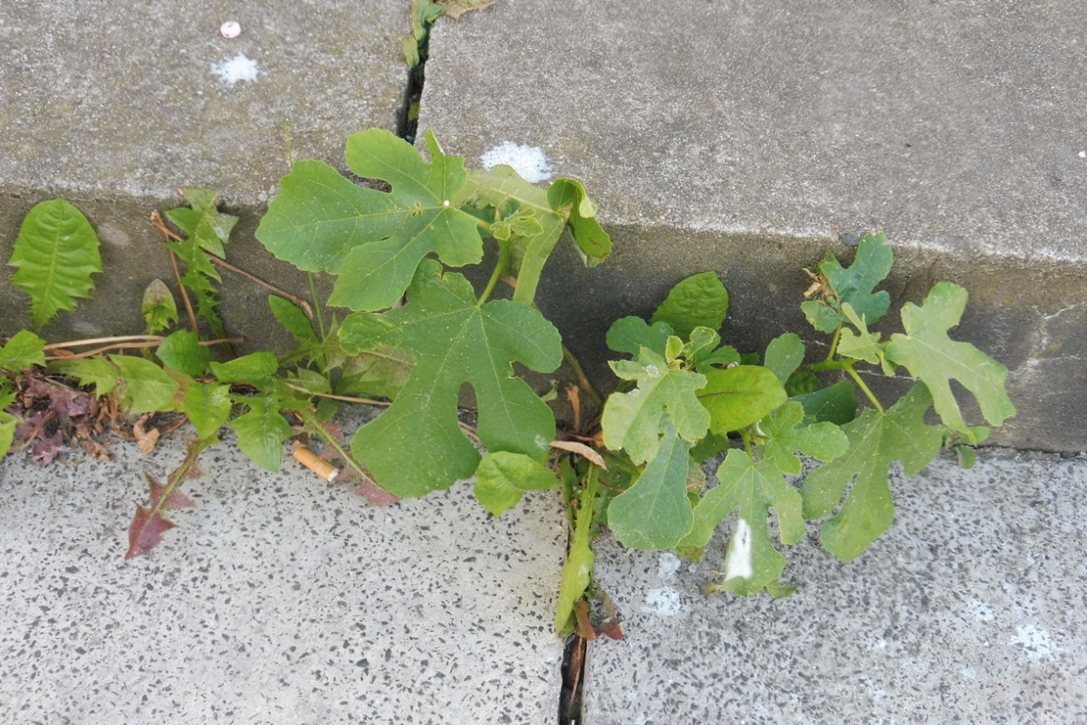 Ficus carica Treppe.JPG