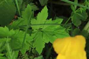 Wald-Scheinmohn, Papver cambricum, Blätter, Volkmar Brockhaus.jpg