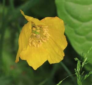 Wald-Scheinmohn, Blüte, Volkmar Brockhaus.jpg