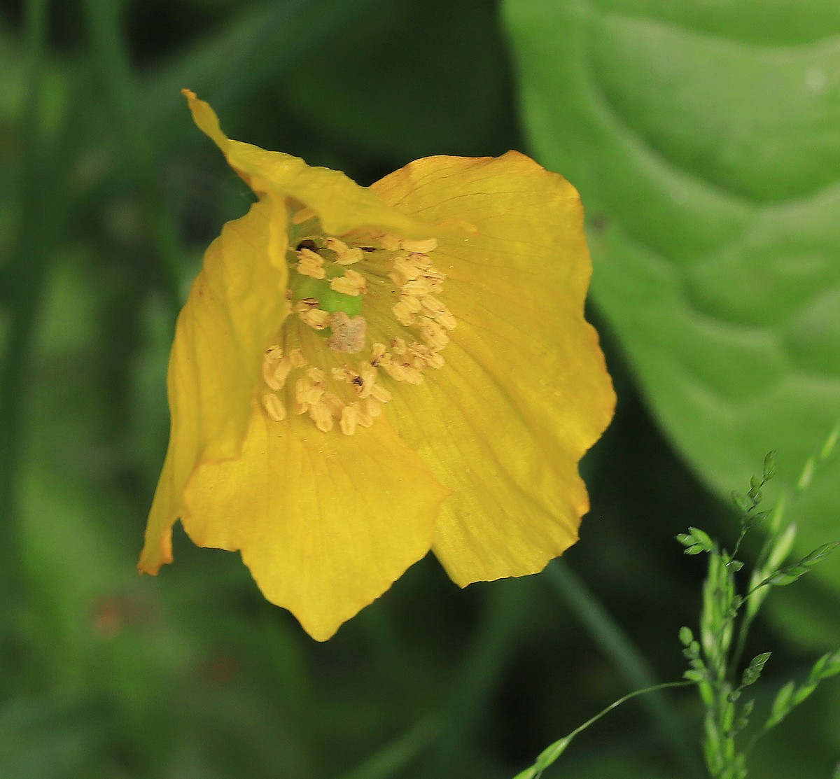 Wald-Scheinmohn, Volkmar Brockhaus.jpg