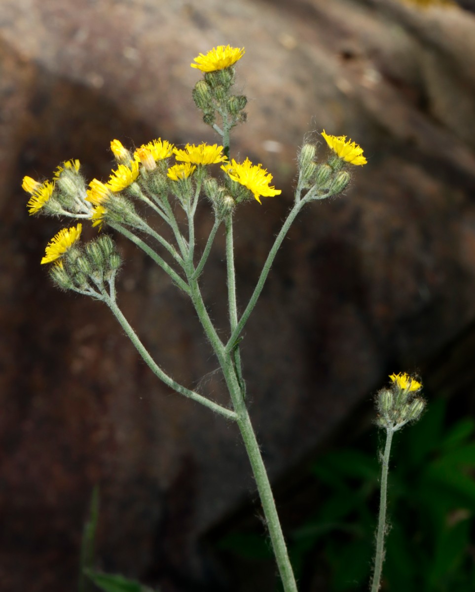 Pilosella aequimontis 1 GrGleichberg 23 A02.jpg