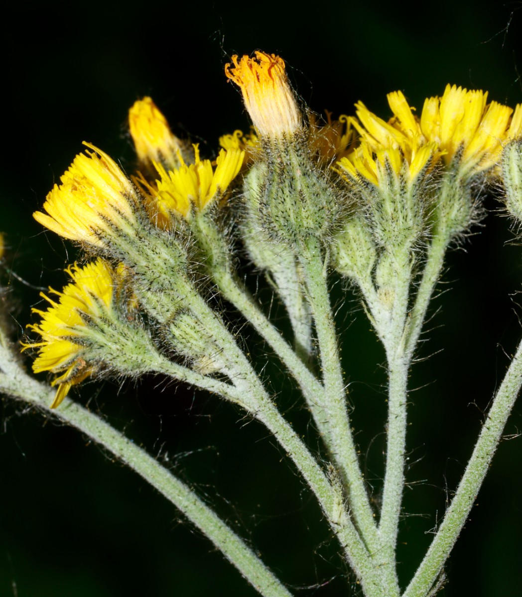 Pilosella aequimontis 1 GrGleichberg 23 A04.jpg