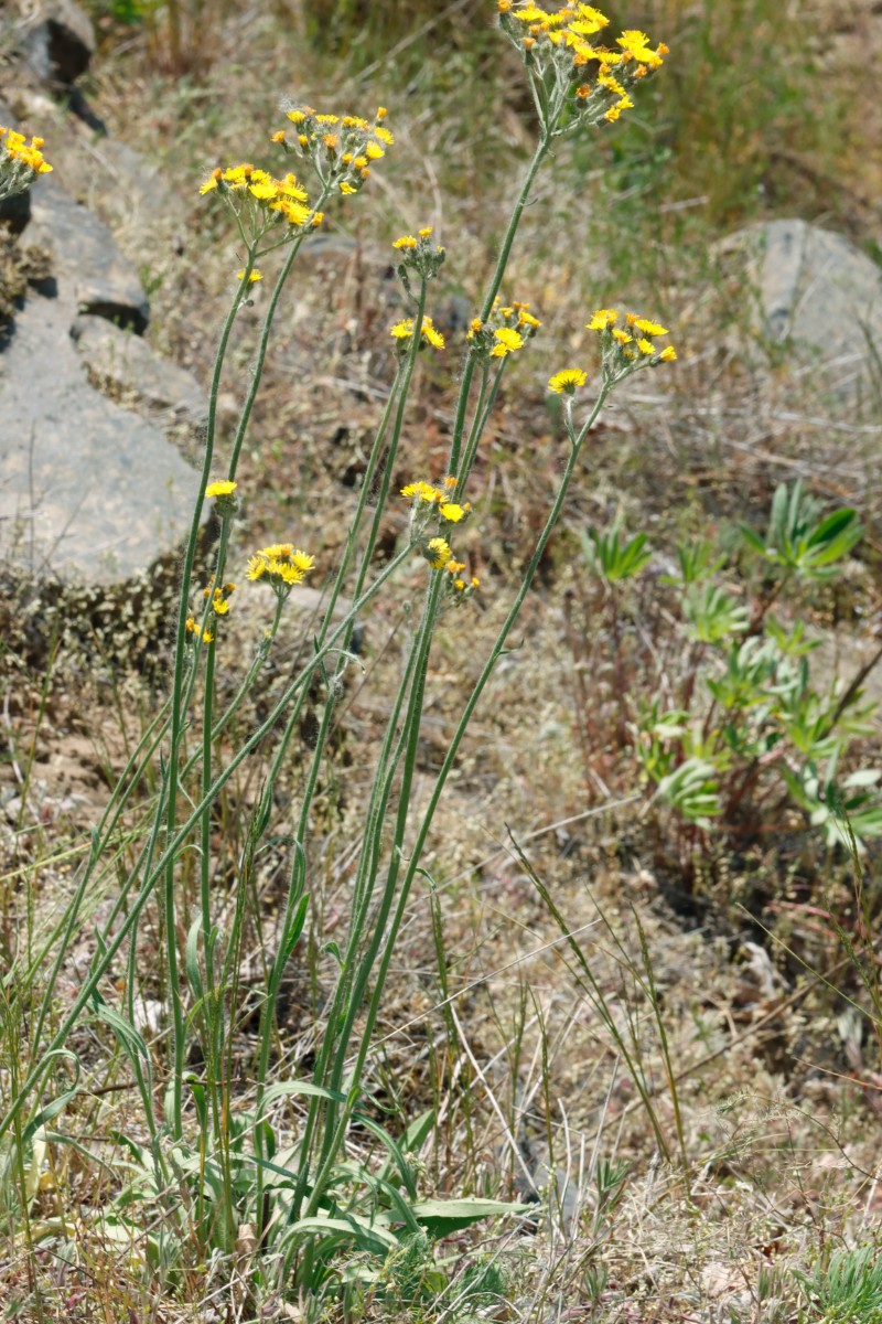 Pilosella aequimontis 3 GrGleichberg 23 A02.jpg