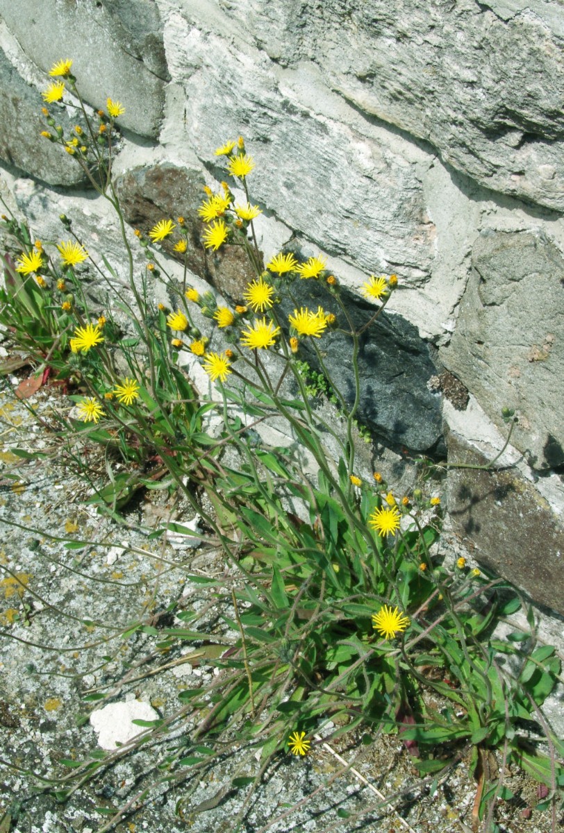 Pilosella fallacina conf Go Gleichamberg Friedhofsmauer G1.jpg