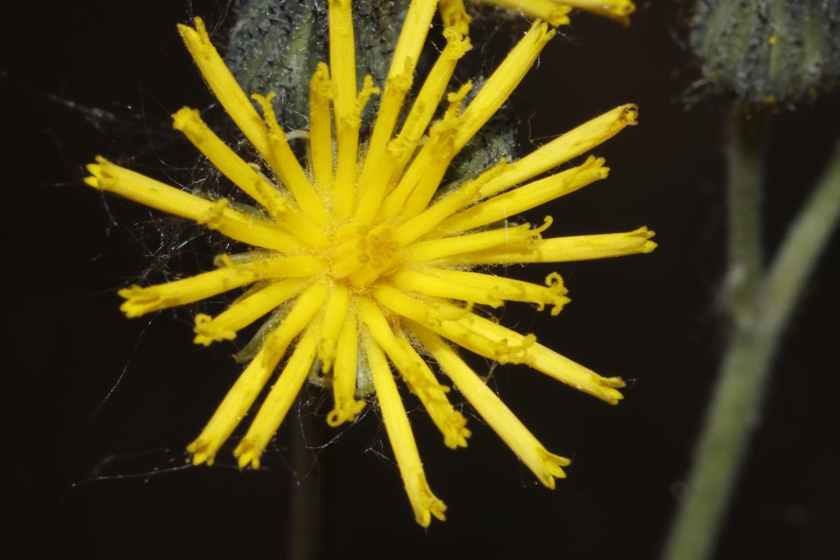 Pilosella fallacina GrGleichberg 23 A06.jpg