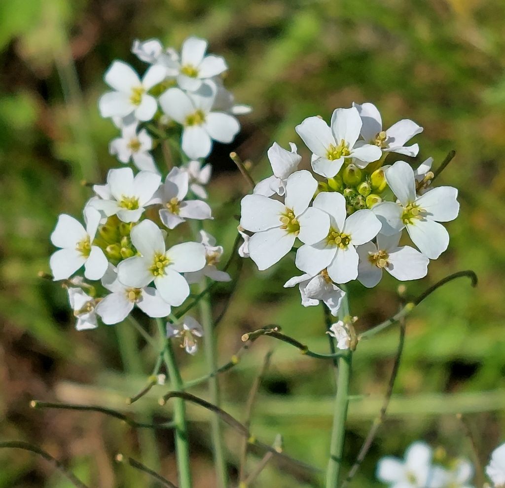 Los ging's am Bahnhalt mit einem für die Tour untypischen Fund: Arabidopsis arenosa neben den Gleisen