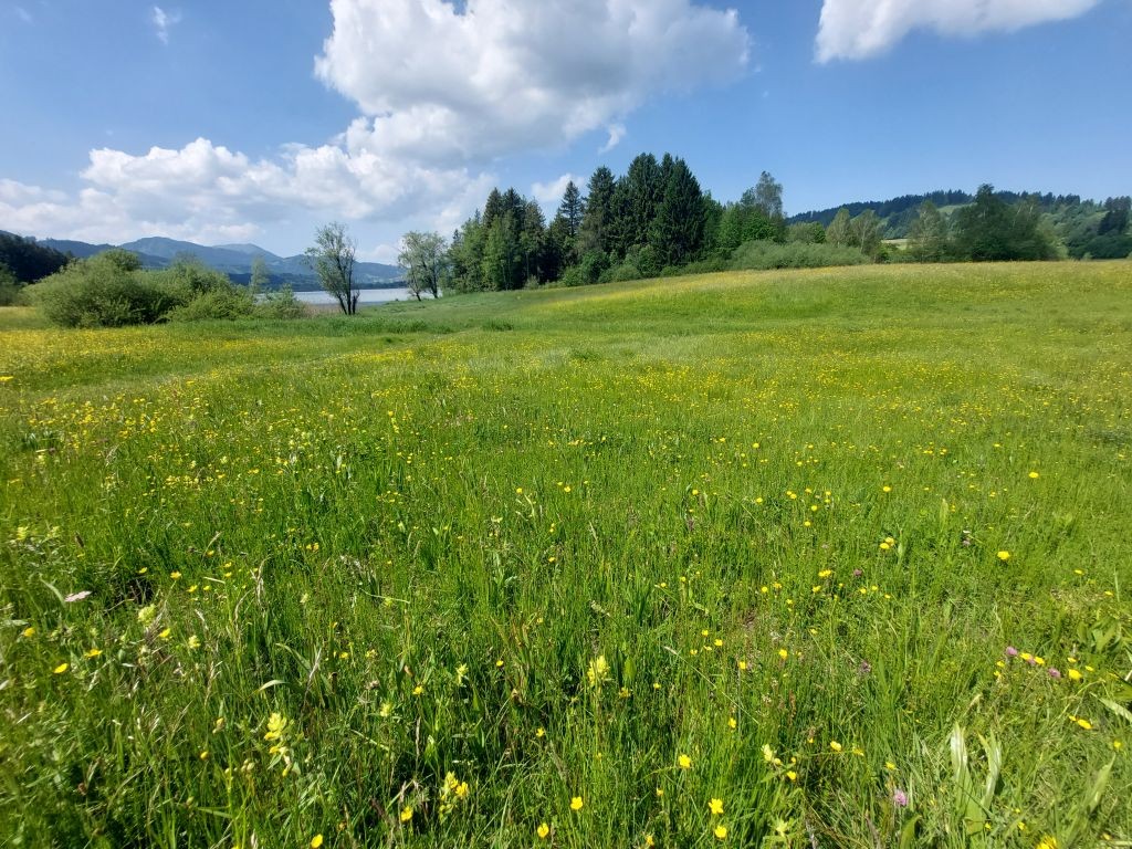 ... aber unten am See gab`s genügend zu sehen