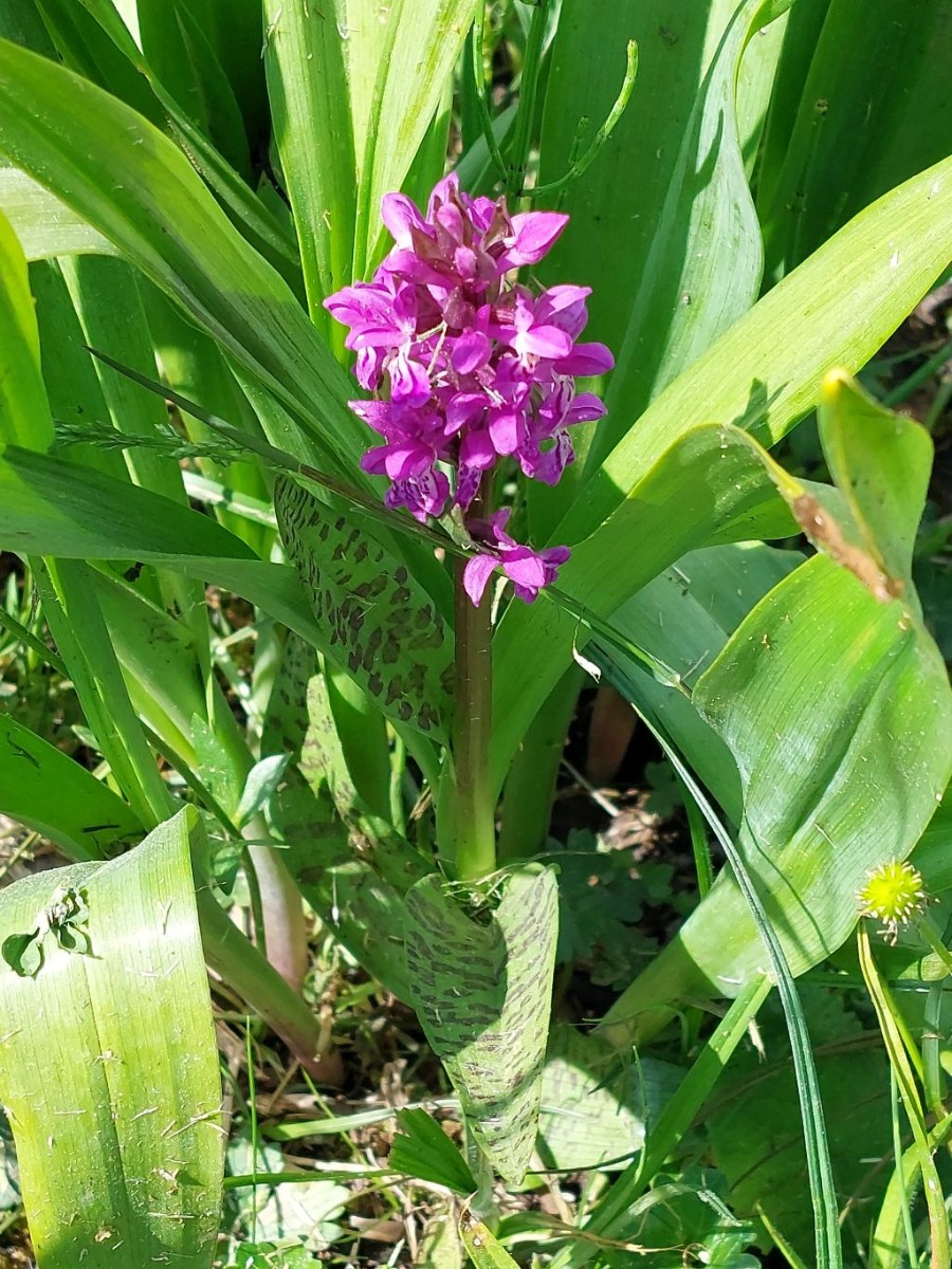 Dactylorhiza majalis umrahmt von Colchicum autumnale