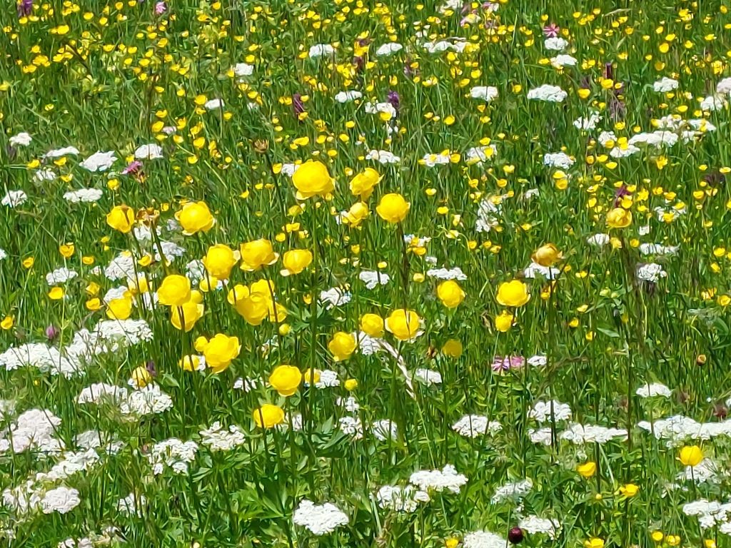 Erfreulich zahlreich ebenfalls: Trollius europaeus ...