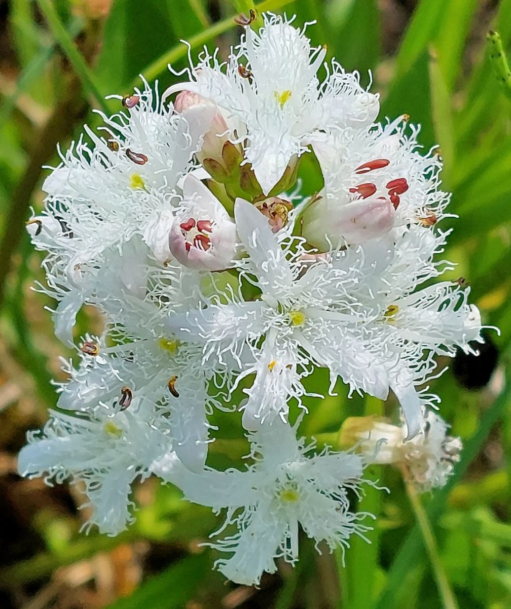 ... und Menyanthes trifoliata