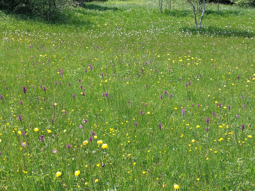 So wie auf dieser Wiese: vorn die Trollblume, im Mittelfeld die Breitblättrige Fingerwurz und hinten der Fieberklee