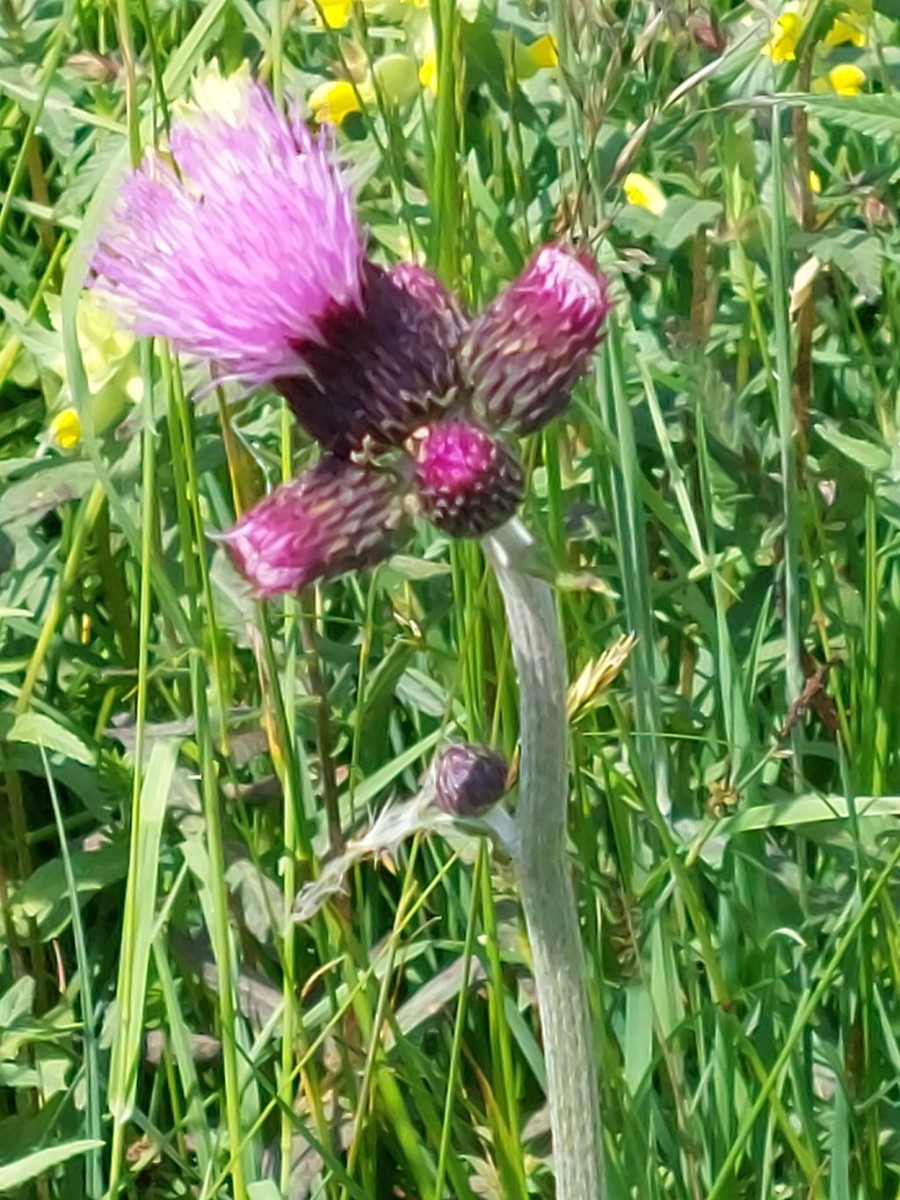 Cirsium rivulare gab es früher häufiger auch weiter nördlich an Lech und Wertach; jetzt kenne ich sie dort nur noch von den Moorwiesen bei Margertshausen in den Stauden