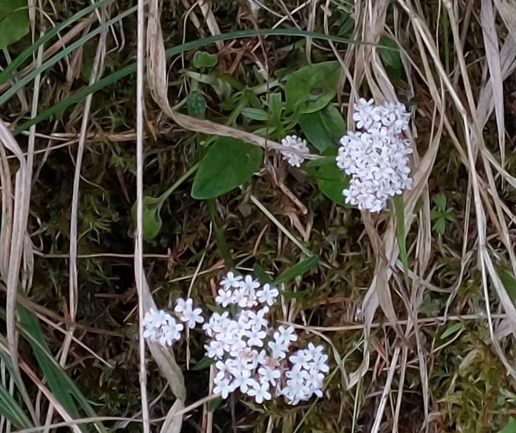 Oben an einem Graben Valeriana dioica ...