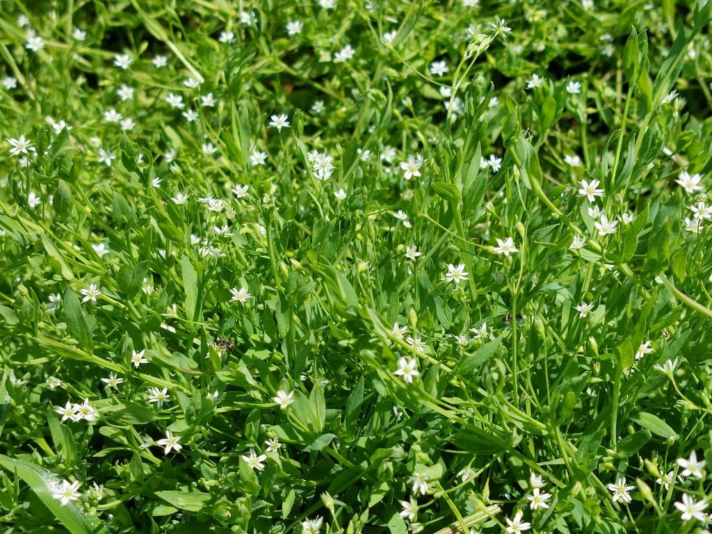 ... und unten ein großer Bestand von Stellaria alsine