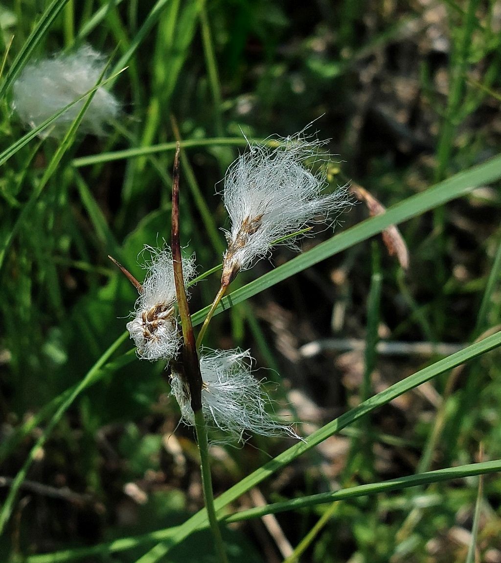 Eriophorum angustifolium