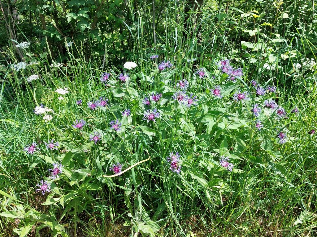 Kennt man sonst nur als verwilderte Zierpflanze, hier im natürlichen Habitat und nicht selten: Cyanus montanus