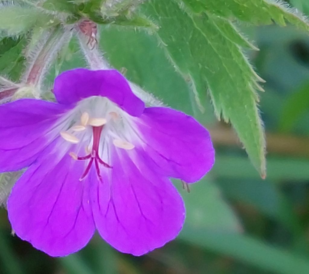 Während Geranium pratense nur an einer einzigen Stelle zu sehen war, war Geranium sylvaticum verbreitet