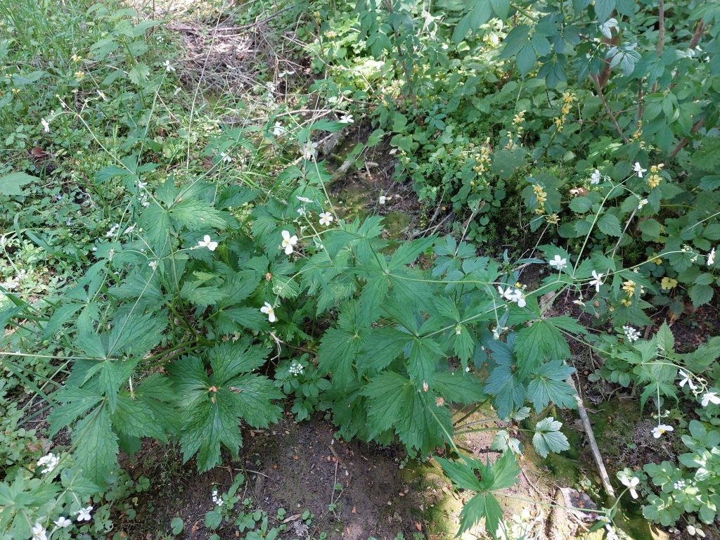 Ranunculus aconitifolius war schon beinahe durch ...