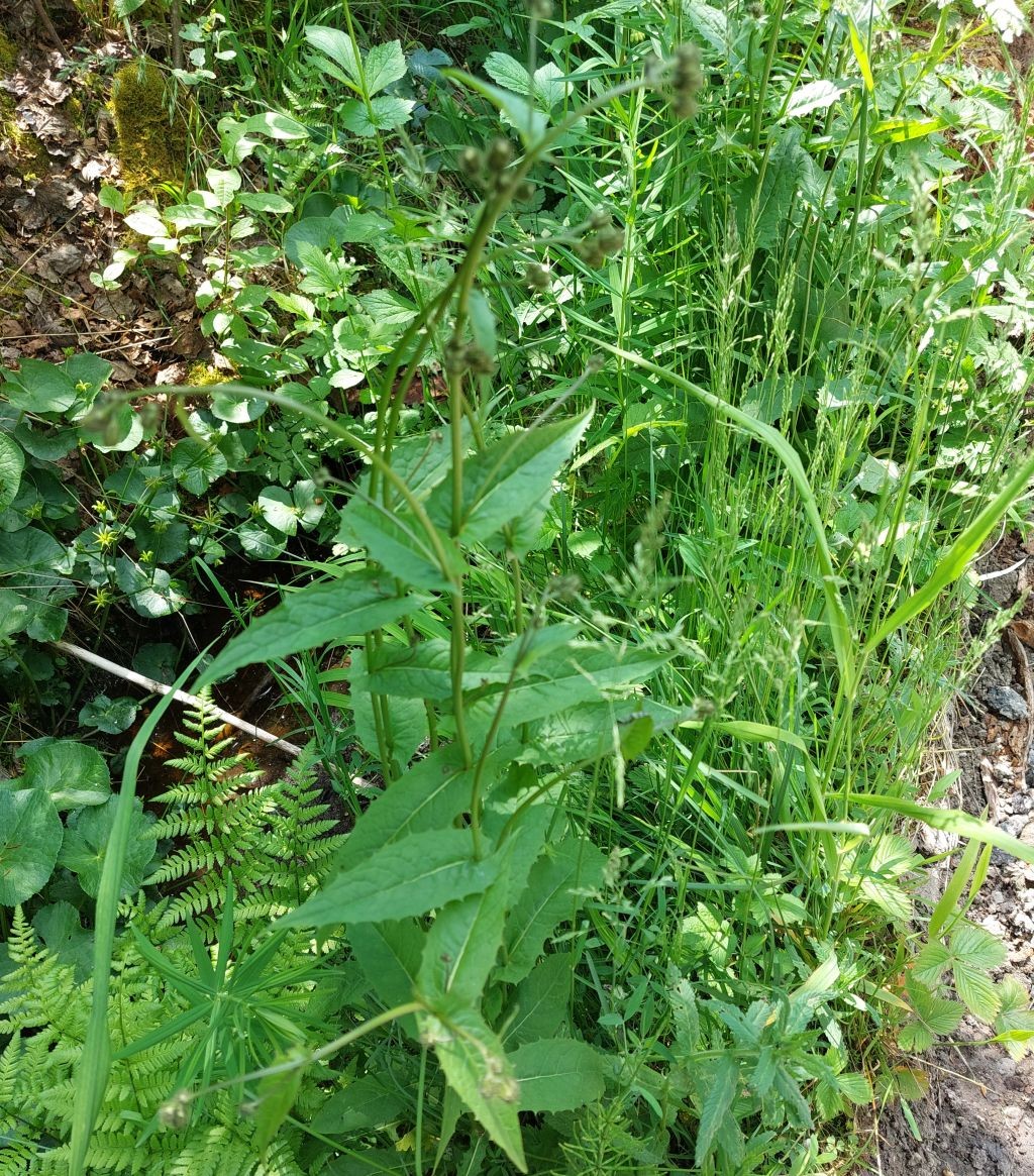 ... während von Crepis paludosa noch kein blühendes Exemplar zu entdecken war