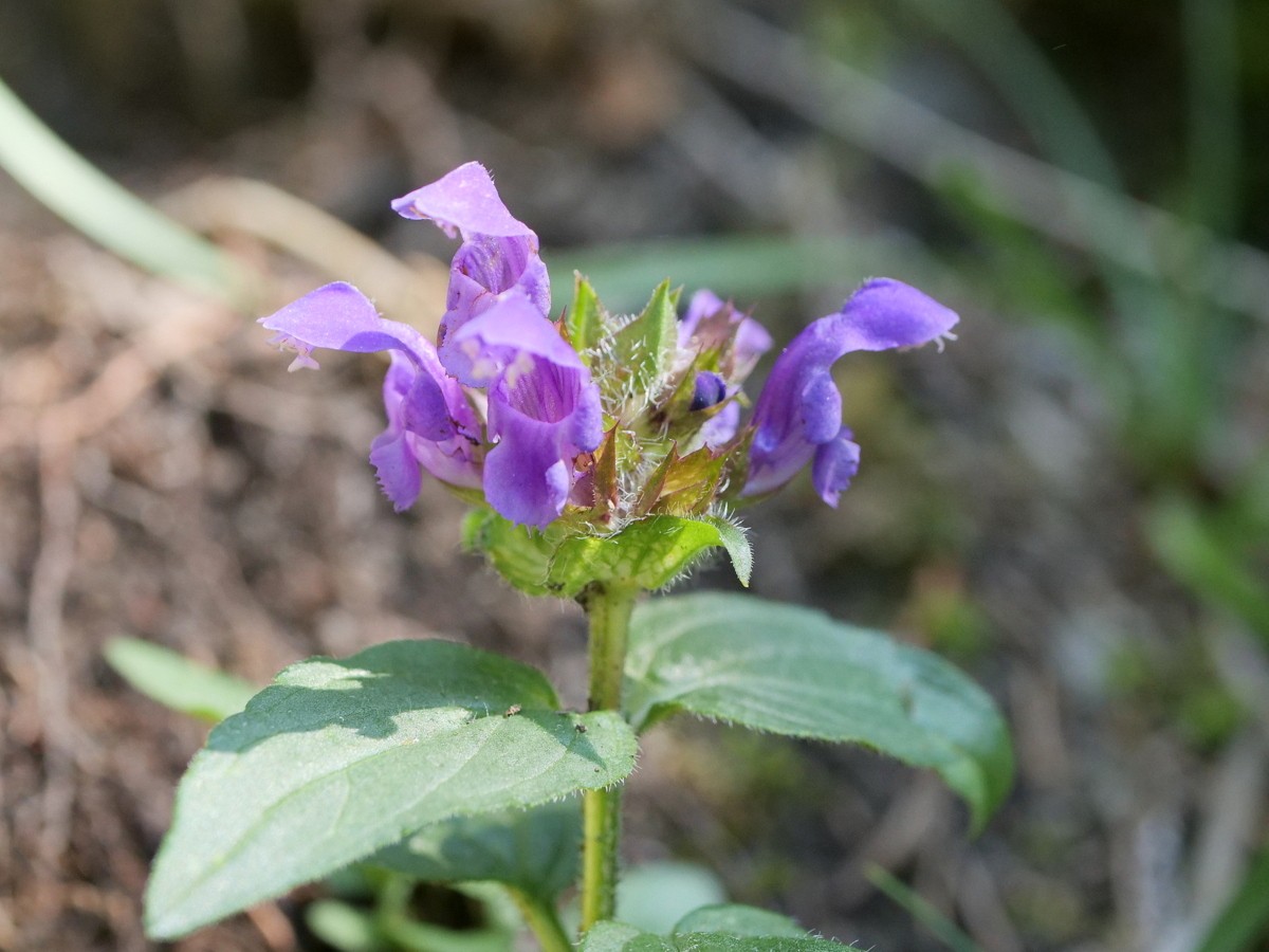 Prunella grandiflora 2.jpeg