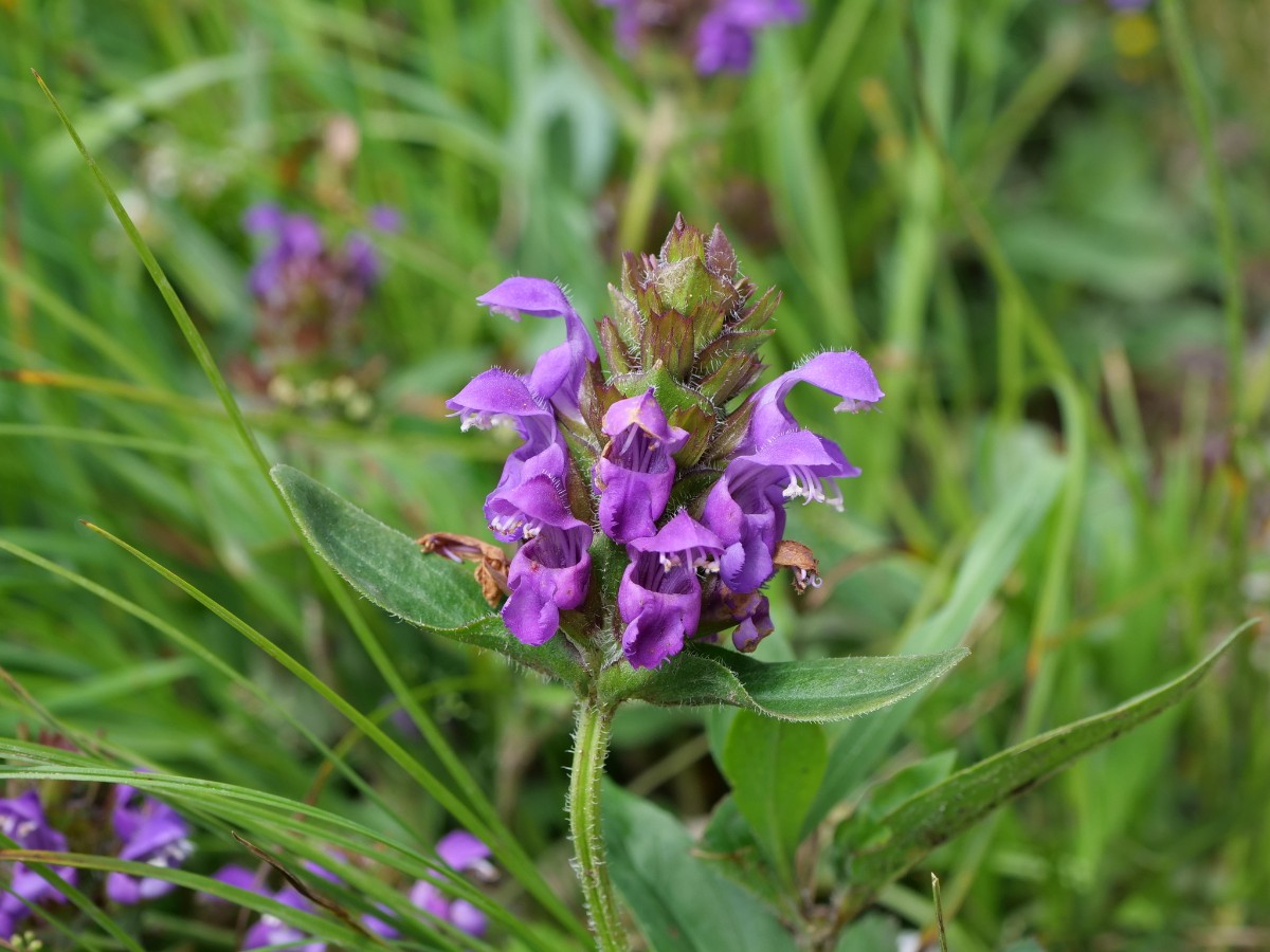 Prunella grandiflora.jpeg