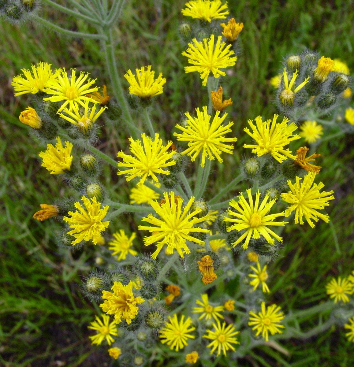 Pilosella cymosiformis ssp cymosiformis (fallax) Frankreich S25.jpg