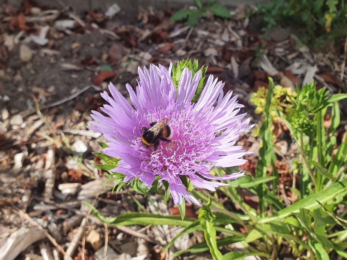 Stokesia laevis