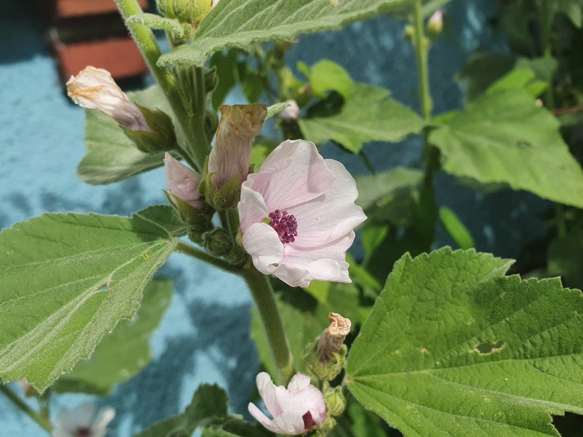 Althaea officinalis