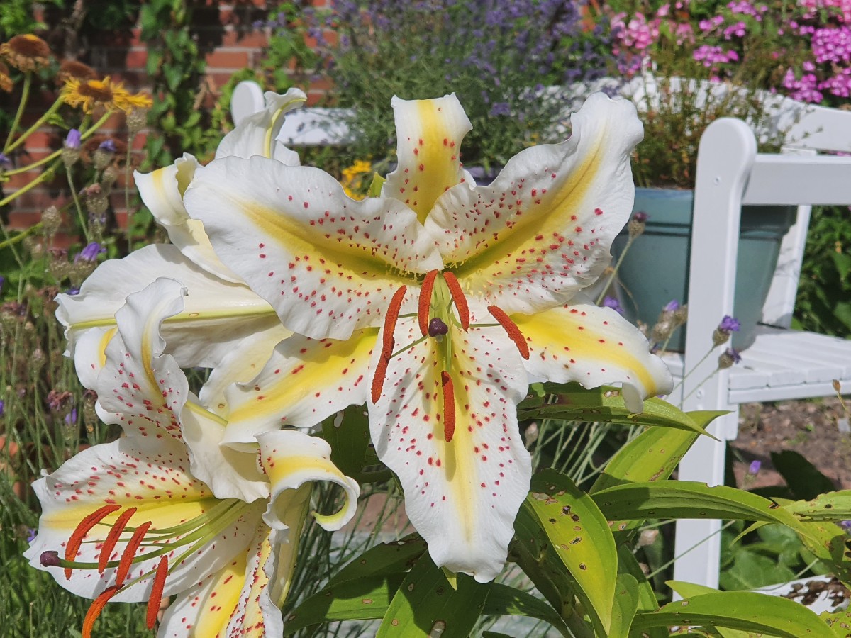 Lilium auratum, riecht genau so prachtvoll, wie sie aussieht.