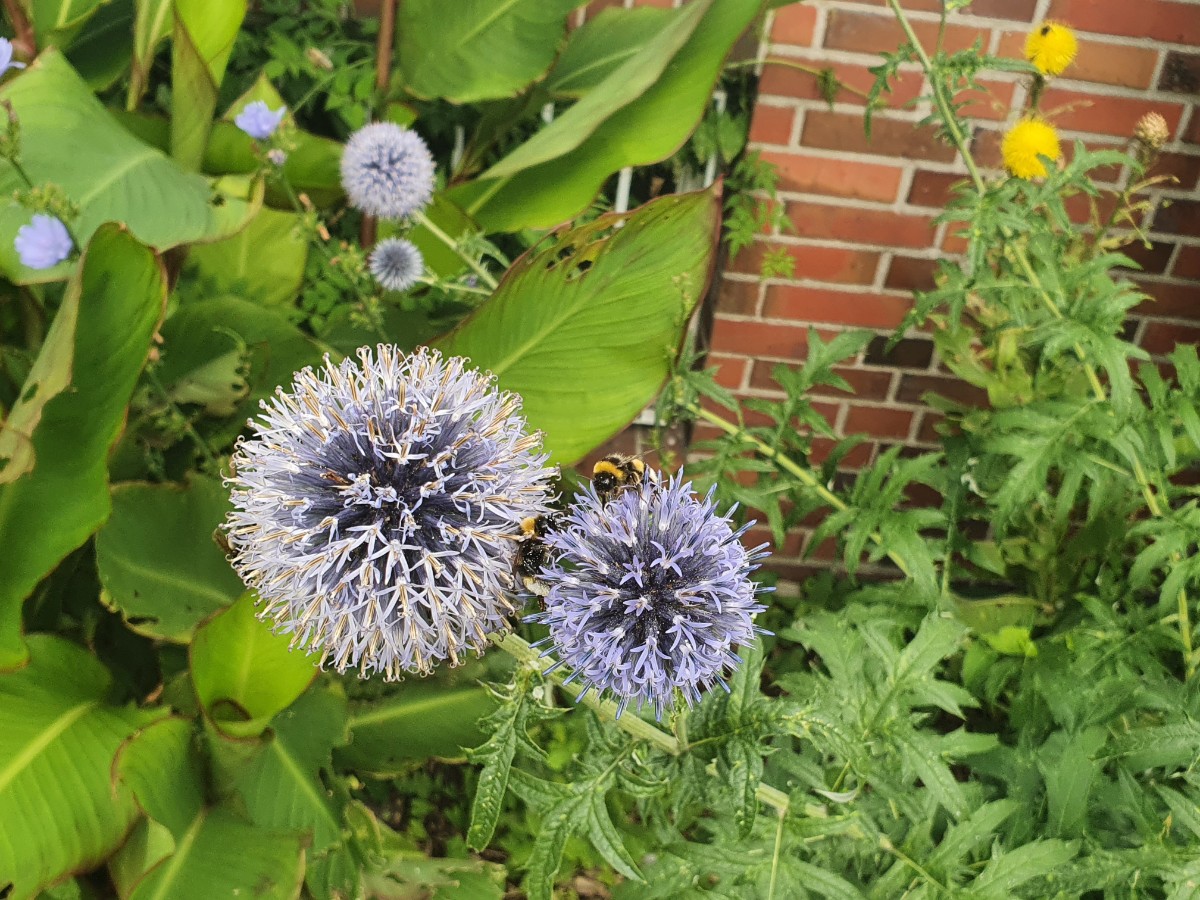 Echinops ritro Hummelmagnet 1