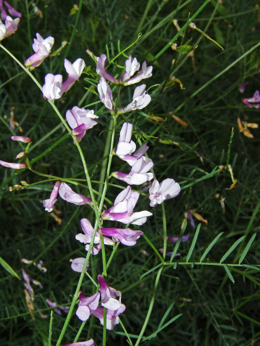 Vicia dalmatica Tiefenbach Stößig G6.jpg