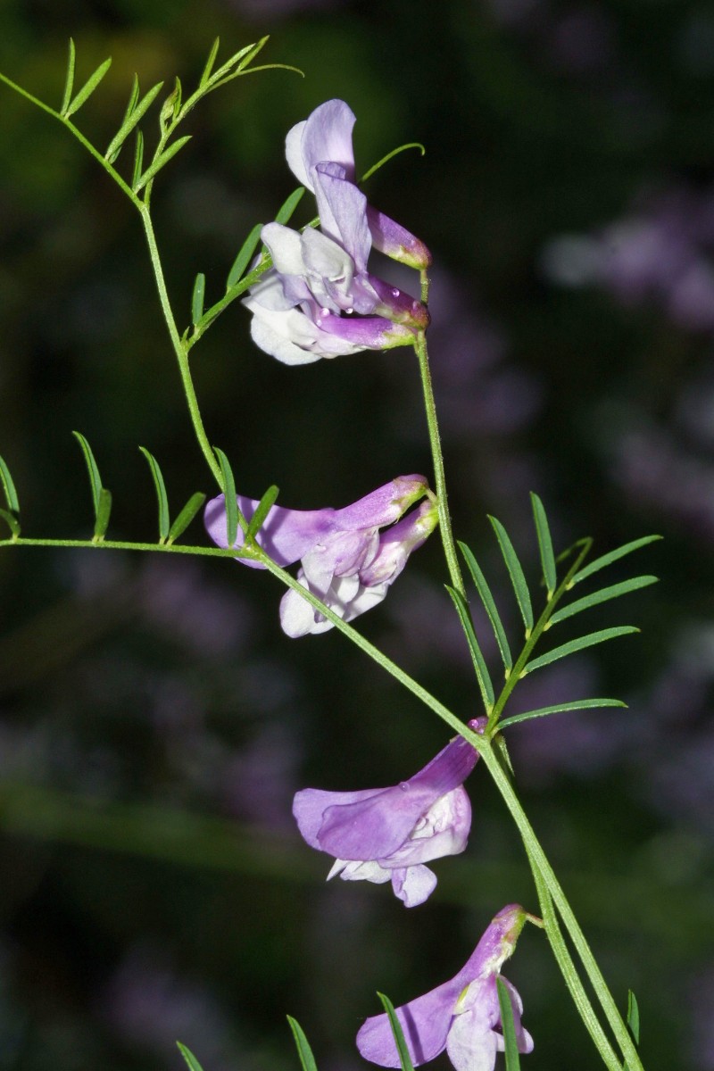 Vicia dalmatica y Apfelberg C4.jpg