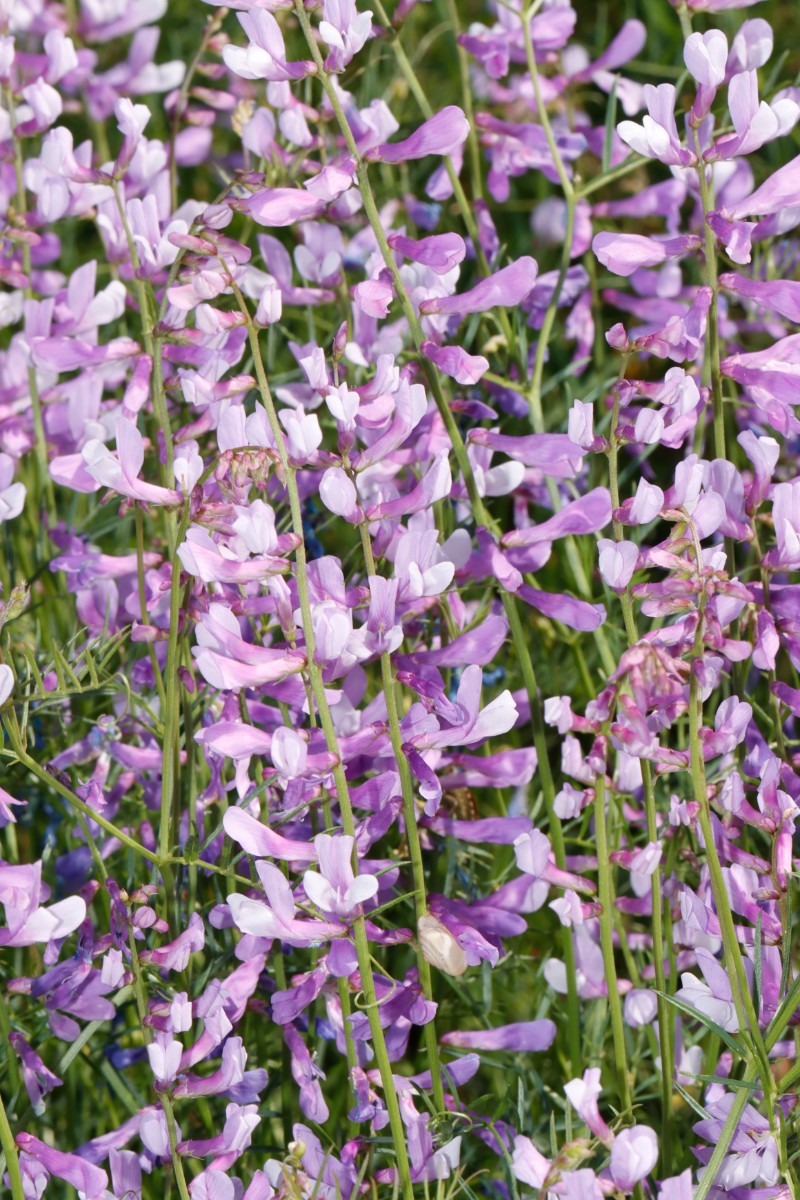 Vicia dalmatica Rauenberg histWeinberg A07.jpg